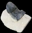 Paralejurus Trilobite Fossil - Foum Zguid, Morocco #53523-2